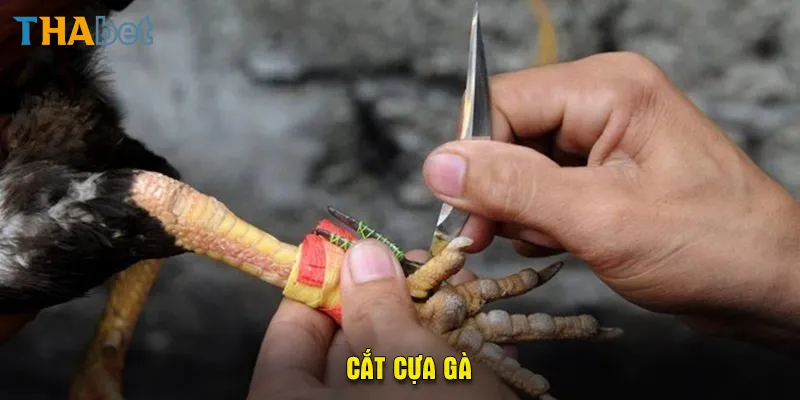 cắt cựa gà