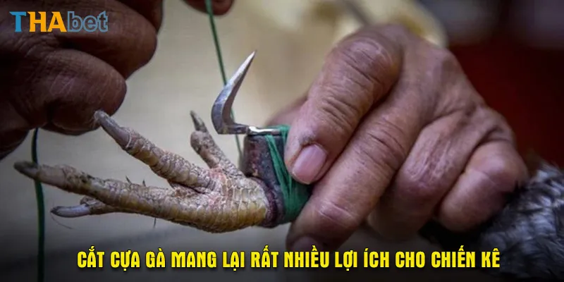 Cắt cựa gà mang lại rất nhiều lợi ích cho chiến kê