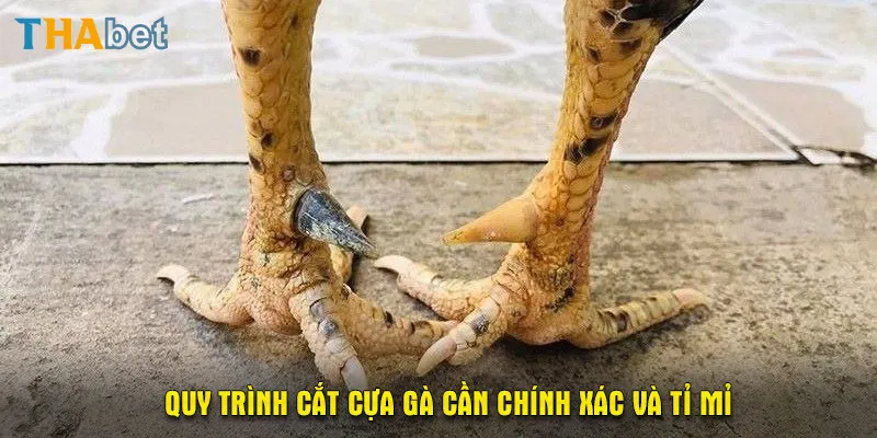 Quy trình cắt cựa gà cần chính xác và tỉ mỉ