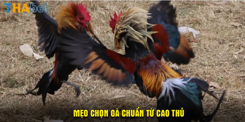 Mẹo chọn kê chuẩn từ cao thủ