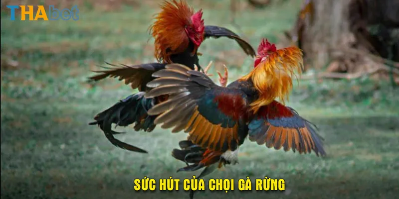 Sức hút của chọi gà rừng