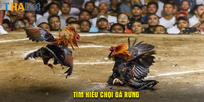 Tìm hiểu chọi gà rừng 