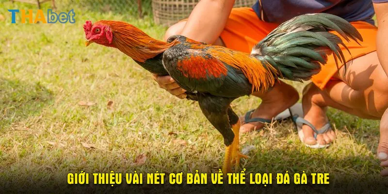 Giới thiệu vài nét cơ bản về thể loại đá gà tre