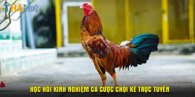 Học hỏi kinh nghiệm cá cược chọi kê trực tuyến