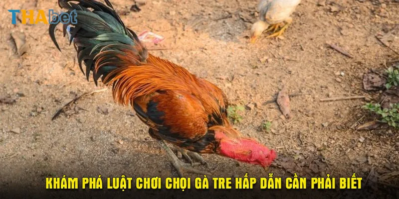 Khám phá luật chơi chọi gà tre hấp dẫn cần phải biết